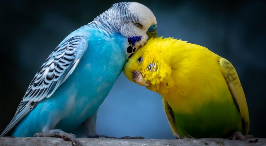 El cambio climático está acabando con el color a las aves