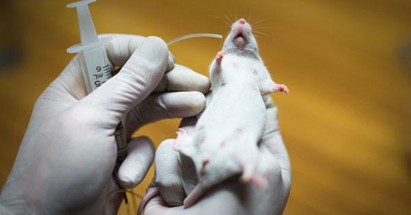 Logran el primer trasplante de cabeza "exitoso" en una rata-0
