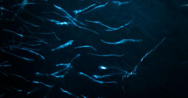 La ciencia descubre cómo navegan los espermatozoides-0