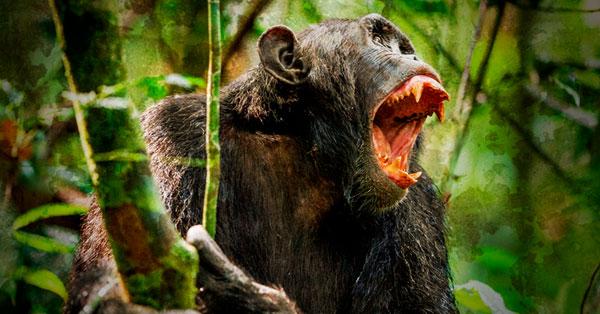 Una sangrienta guerra civil entre chimpancés-0