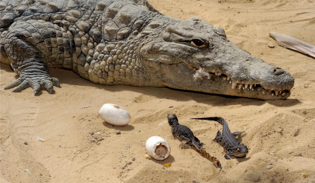 ‘Nacimiento virgen’: un cocodrilo de Costa Rica puso huevos sin necesidad de un macho-0